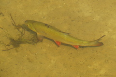 Leuciscus idus