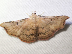 Corgatha dipyra