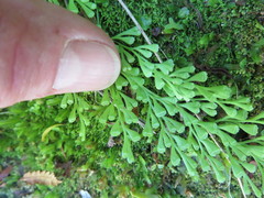 Lindsaea viridis