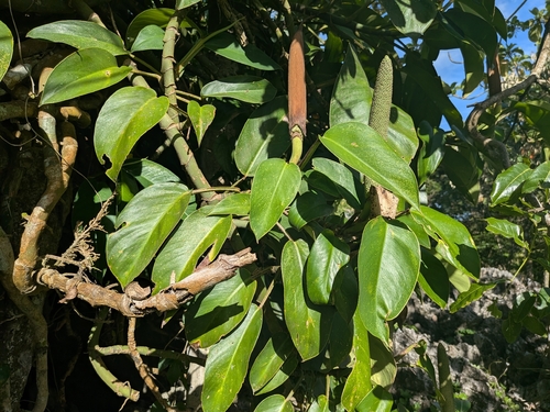 Rhaphidophora philippinensis