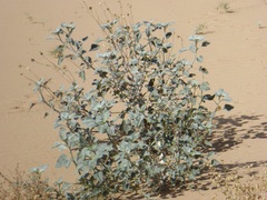 Helianthus niveus tephrodes