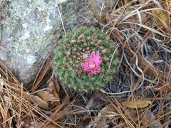 Mammillaria melanocentra rubrograndis