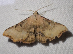 Corgatha dipyra
