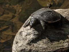 Southeast Asian Softshell Turtle photo 3