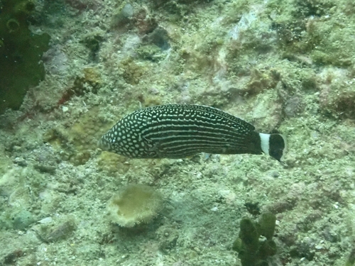 Anampses lineatus observed 2025-12-26