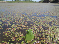 Hyla orientalis