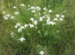 Clematis villosa