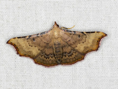 Corgatha dipyra
