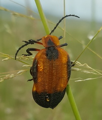 Lycus subtrabeatus