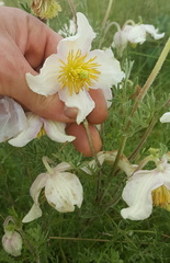 Clematis villosa