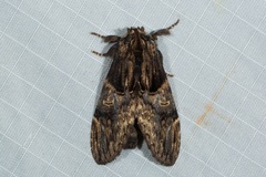 Semidonta nigribasis