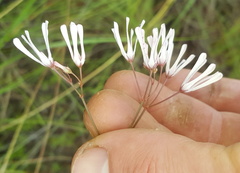 Brachystelma rubellum