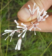 Brachystelma rubellum