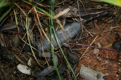 Hadogenes longimanus