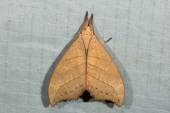 Gangarides splendidus