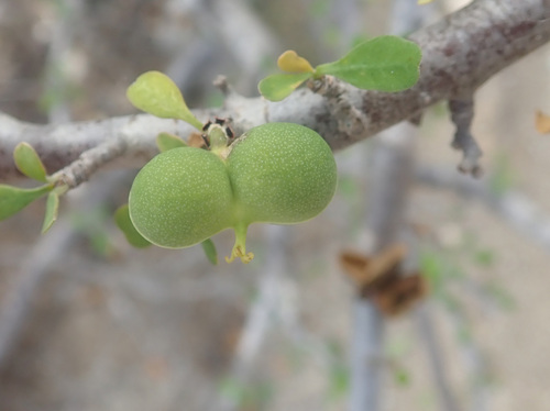 Euphorbia agatheae