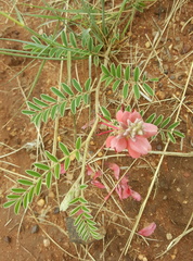 Indigofera oxytropis