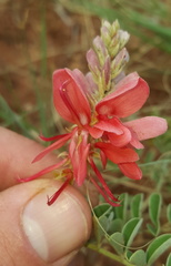 Indigofera oxytropis