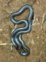 Leptotyphlops