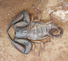 Hadogenes longimanus