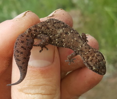 Pachydactylus affinis