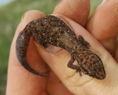 Pachydactylus affinis