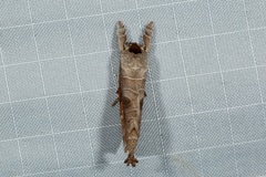 Clostera bramah