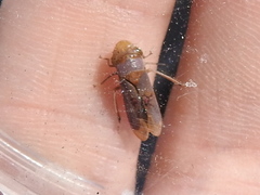 Oncometopia hamiltoni