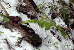 Taraxacum officinale