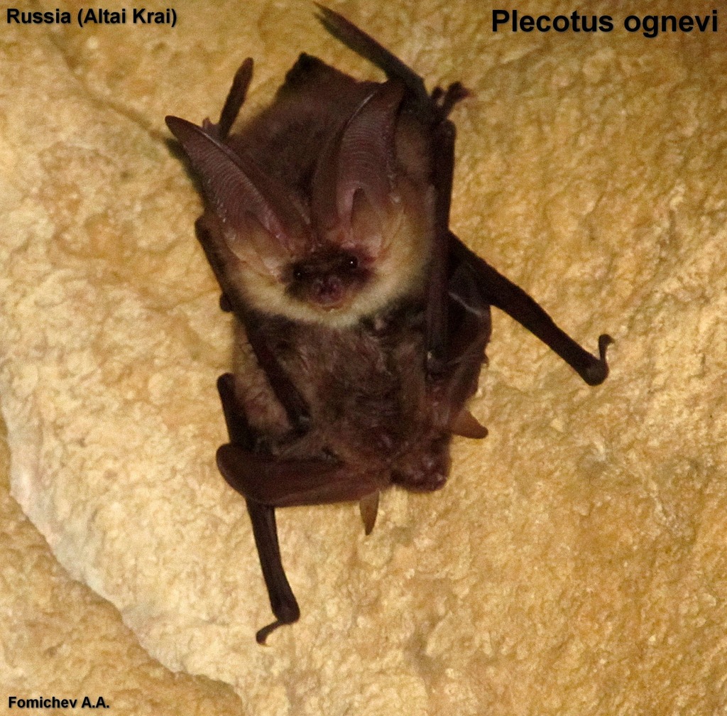 Ognev's Long-Eared Bat