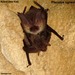 Ognev's Long-eared Bat - Photo (c) Alexander A. Fomichev, some rights reserved (CC BY), uploaded by Alexander A. Fomichev