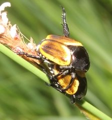 Popillia bipunctata