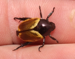 Popillia bipunctata