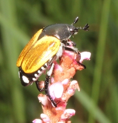 Popillia bipunctata