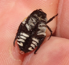 Popillia bipunctata