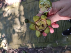 Duabanga grandiflora