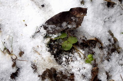 Lysimachia nummularia