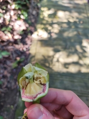 Duabanga grandiflora