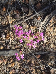 Stylidium leptophyllum
