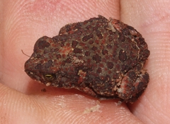 Poyntonophrynus fenoulheti