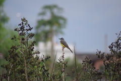 Tyrannus melancholicus