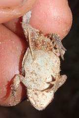 Poyntonophrynus fenoulheti