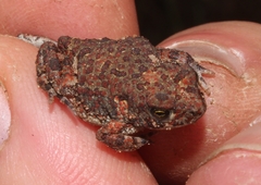 Poyntonophrynus fenoulheti