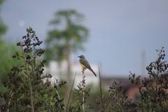 Tyrannus melancholicus