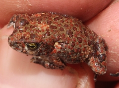 Poyntonophrynus fenoulheti