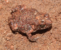 Poyntonophrynus fenoulheti