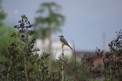 Tyrannus melancholicus