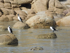 Phalacrocorax varius hypoleucos