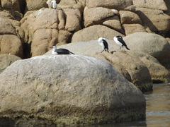 Phalacrocorax varius hypoleucos