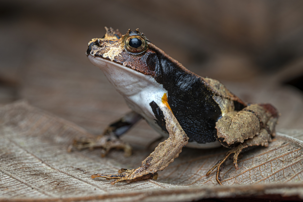 Perez's Snouted Frog